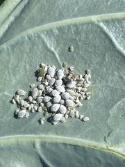 Brevicoryne brassicae