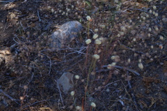 Eriogonum nudum