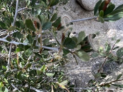 Cercocarpus