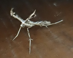 Oidaematophorus