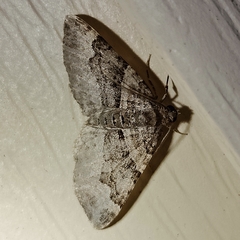 Xanthorhoe lacustrata