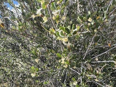Cercocarpus