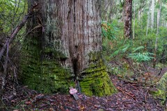 Eucalyptus marginata