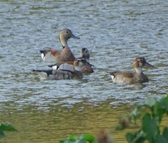 Callonetta leucophrys