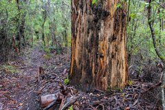 Eucalyptus diversicolor