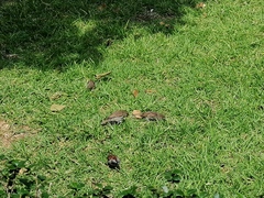 Passer domesticus