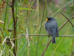 Catamenia analis
