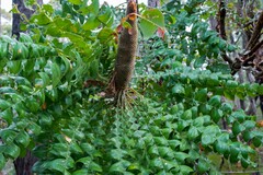 Banksia grandis