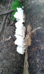 Favolus brasiliensis