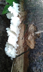 Favolus brasiliensis