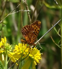 Boloria bellona