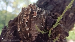 Peniophora albobadia