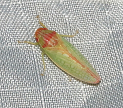 Gyponana octolineata