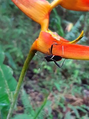 Leptoscelis tricolor