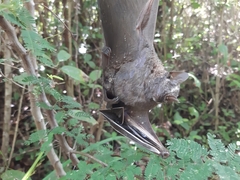 Artibeus jamaicensis