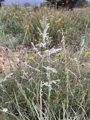 Eragrostis secundiflora