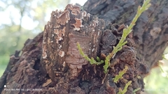 Peniophora albobadia