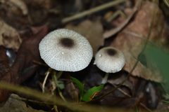 Leucocoprinus brebissonii