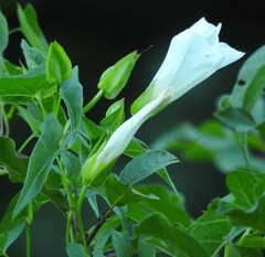 Convolvulus