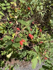 Rosa acicularis