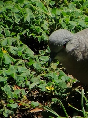 Columbina inca