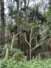 Pandanus tectorius