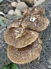 Lentinus crinitus