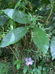 Melicope semecarpifolia