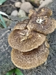 Lentinus crinitus