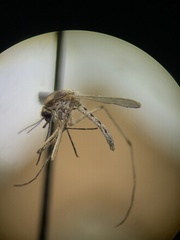 Aedes dorsalis