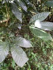 Melicope semecarpifolia