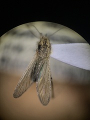 Aedes dorsalis