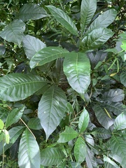 Melicope semecarpifolia