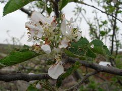 Diloba caeruleocephala
