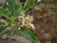 Diloba caeruleocephala
