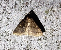 Tetanolita mynesalis