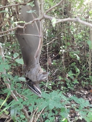 Artibeus jamaicensis