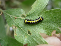 Diloba caeruleocephala