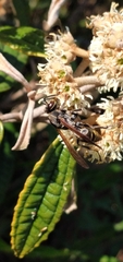 Polistes cinerascens