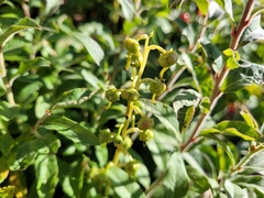 Pyrola americana