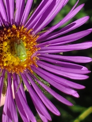 Taylorilygus apicalis