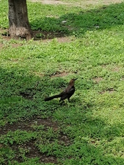 Quiscalus mexicanus