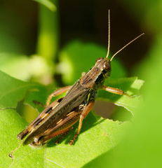 Melanoplus
