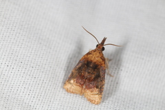 Platynota flavedana