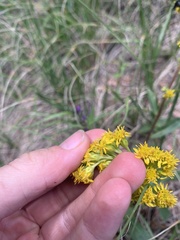 Solidago missouriensis