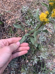 Solidago missouriensis