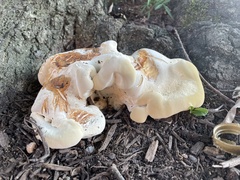 Pseudoinonotus dryadeus