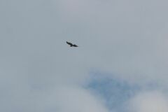 Buteo jamaicensis