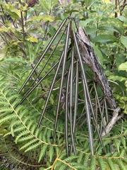 Pseudopanax crassifolius