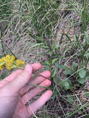Solidago missouriensis